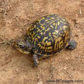 Eastern box turtle (Terrapene carolina Carolina)is native to the southern Appalachian mountains and can be seen throughout the farm.