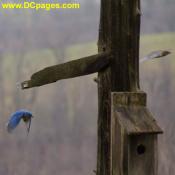 A blue bird flies to his home. Santa's forest intends to build bird houses at the farm.