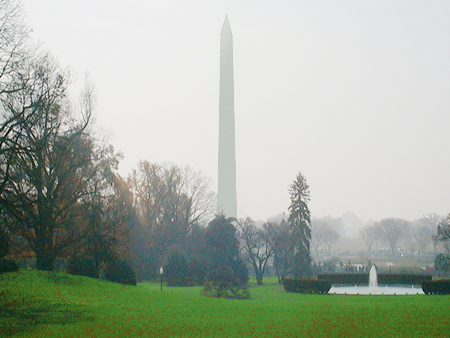 The Washington Monument stands tall, towering over every structure in the metro area.  Yet, the National tree gave the monument some competition in height.