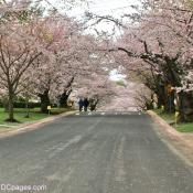 Taking a stroll amongst the Kenwood Cherry Blossoms