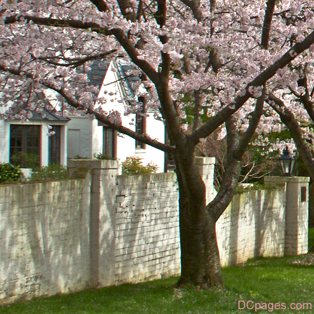 Old School Cherry Blossom Tree