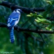 Blue-Jay in Huntley Meadows Park, Virginia