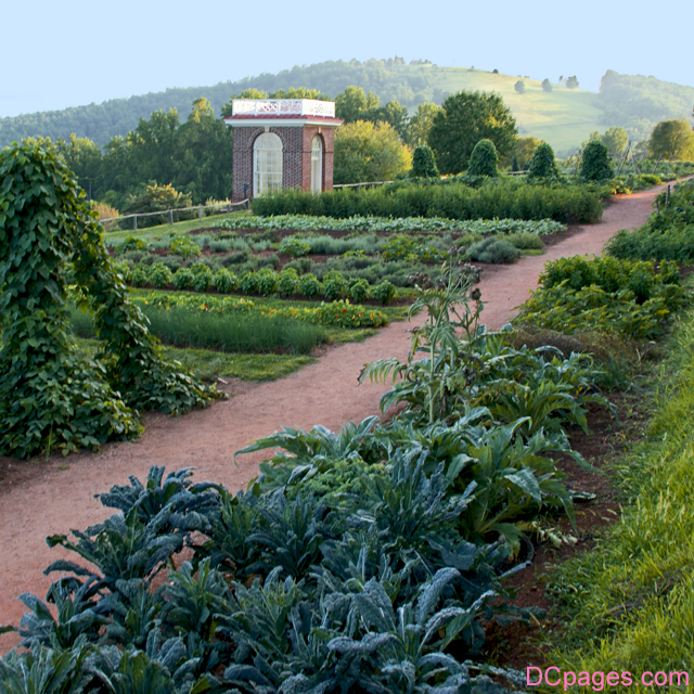 Thomas Jefferson's vegitable garden in Virginia