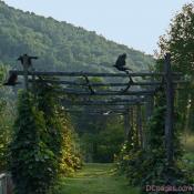Crows, on a high perch, fly away in Virginia