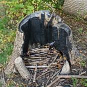 Hollow stump made into a fire pit