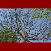 Dead White Oak Tree
