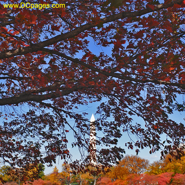 Autumn cherry blossom leaves. Washington Monument is in the background.