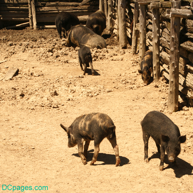 Ossabaw Island Hogs