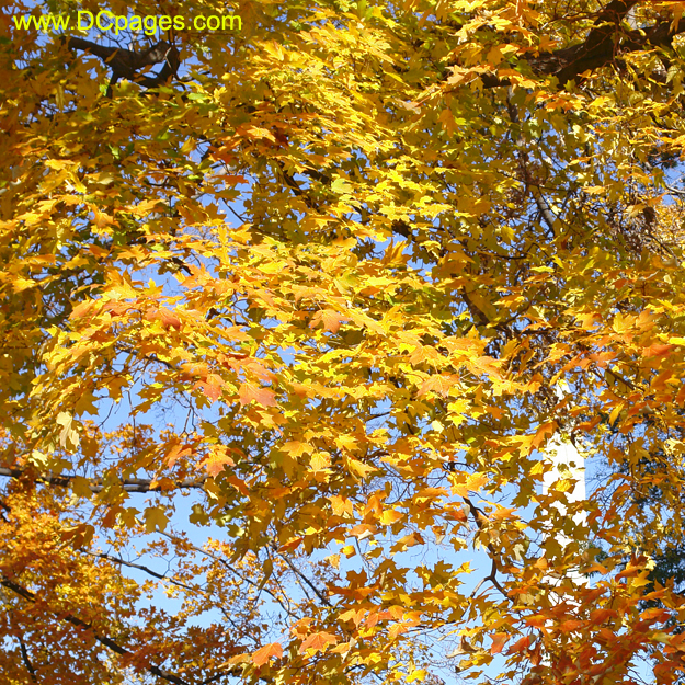  Yellow sugar maple tree foliage found at Washington DC Tidal basin.