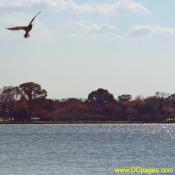Pigeon flies over tidal basin.