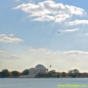 View of the Thomas Jefferson Memorial. Birds are looking for small fish in the Tidal Basin.