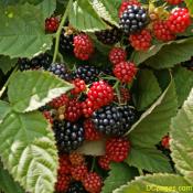 Pick your own blackberrys