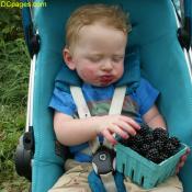 Junior would like to give a tip for blackberry hunting: