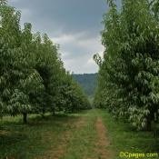 Peach trees of Virginia
