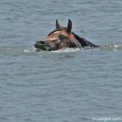 Chincoteague Pony Swim