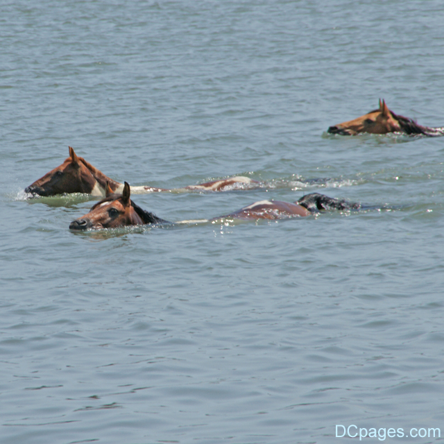 Ponies swimming in Assateague Channel