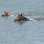 Ponies preparing to come onshore