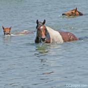 Ponies emerging from the Assateague Channel