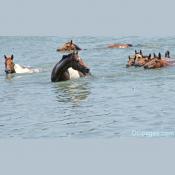 Chicoteague Ponies making the annual swim