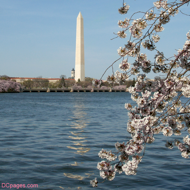 Washington Monument During Peak Blooming Period in 2011