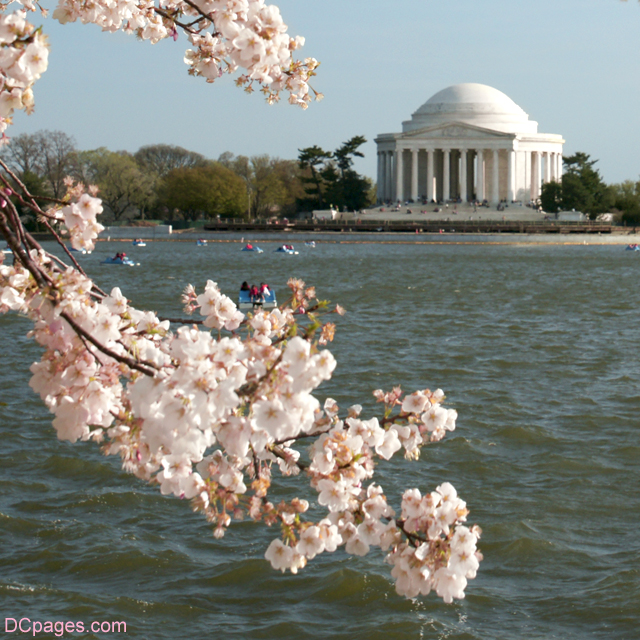 Jefferson Memorial During Peak Bloomimg Period 2011