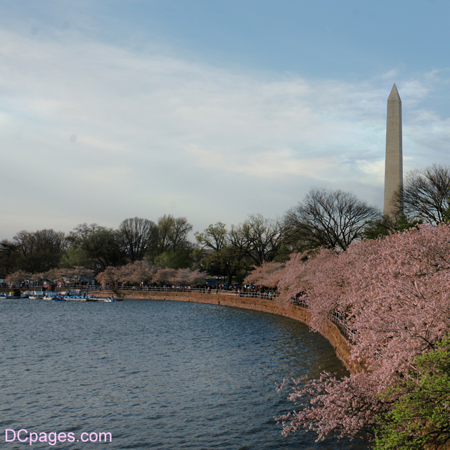 Tidal Basin View of Cherry Blossoms in Full-Bloom