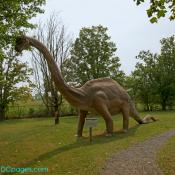 Brachiosaurus - the largest of the dinosaurs?