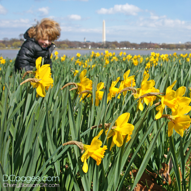 Admiring the Daffodils
