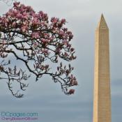 Cherry tree in repose with the Washington Monument.