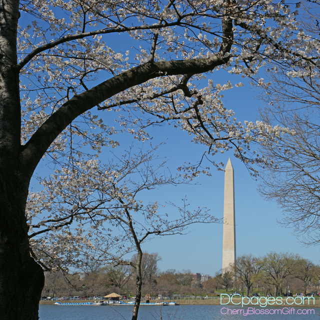 First Cherry Blossoms in Thomas Jefferson Tidal Basin