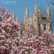 Saucer Magnolias in bloom around National Cathedral