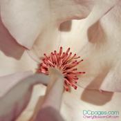 Saucer Magnolia Closeup