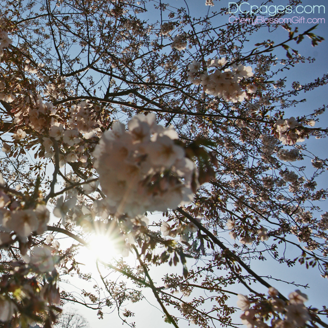 First burst of cherry blossoms