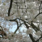 Fantastic Yoshino cherry blossom clusters