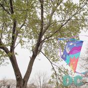 Smithsonian Kite Festival - Kites stuck in a tree