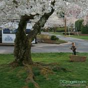 Lukey laughing under a cherry blossom tree