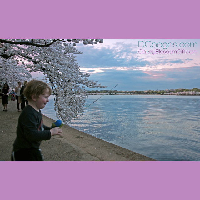 Fishing amongst the cherry blossoms