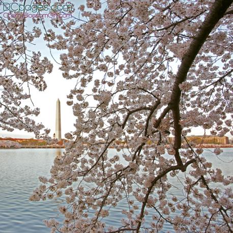Cherry Blossom in Washington DC Peak Bloom