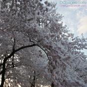 Cascading cherry blossom flowers