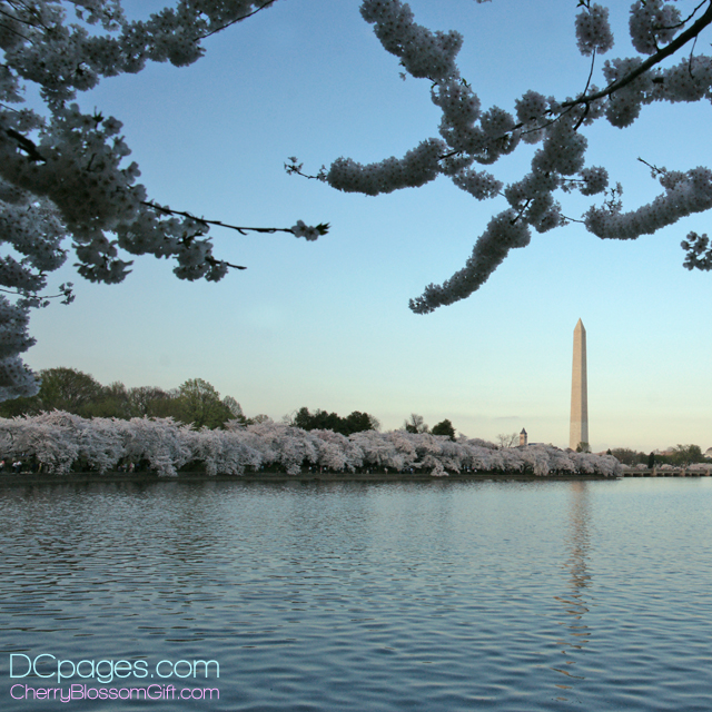 Washington Monument reflecting in Tidal Basin