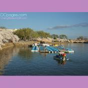 Paddle boat rentals to see the cherry blossoms
