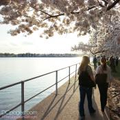 Visitors strolling on a path with the cherry blossoms