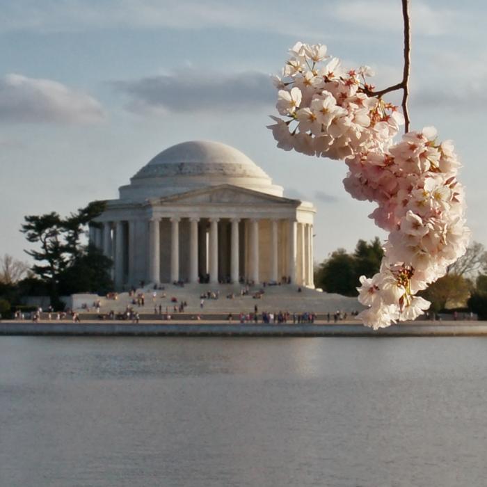 Cherry blossom cluster partially framing the Jefferson Memorial