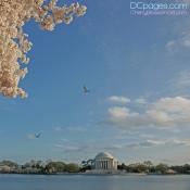 Blossoms, birds and a Memorial