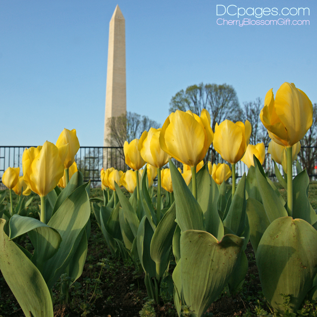 Tulips bursting around the Monument