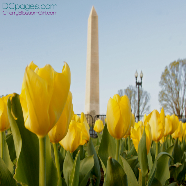 Tulips: DC's favorite flower