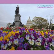Pansies on Capitol Hill