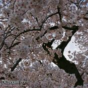 A sea of blooms