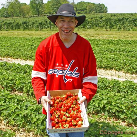 Pick Your Own Strawberries at Butler's Orchard