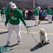This remarkable skateboard dog has convinced its master to pull him around the parade.  